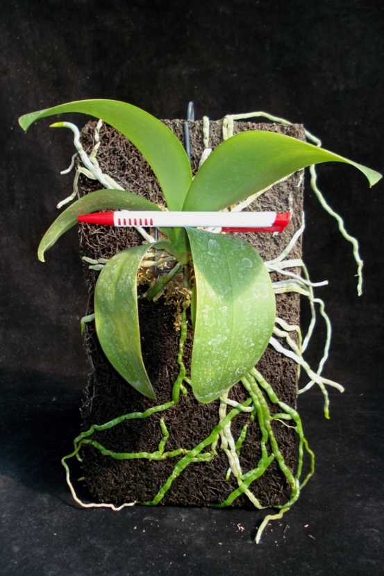 «ö¦¹¦b·sµøµ¡ÂsÄý¹Ï¤ù