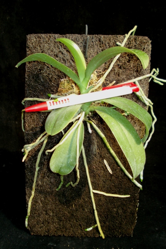 «ö¦¹¦b·sµøµ¡ÂsÄý¹Ï¤ù