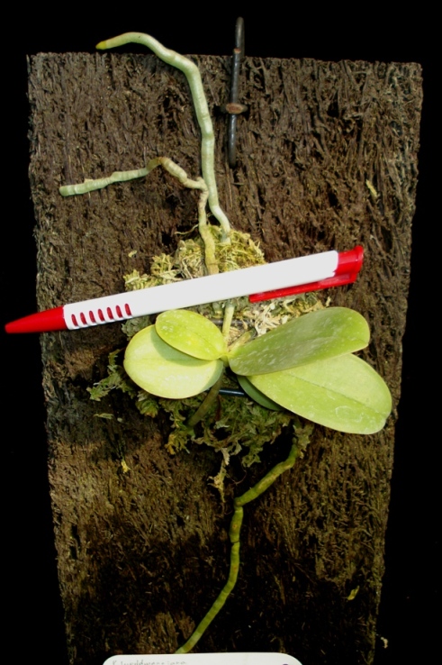 «ö¦¹¦b·sµøµ¡ÂsÄý¹Ï¤ù