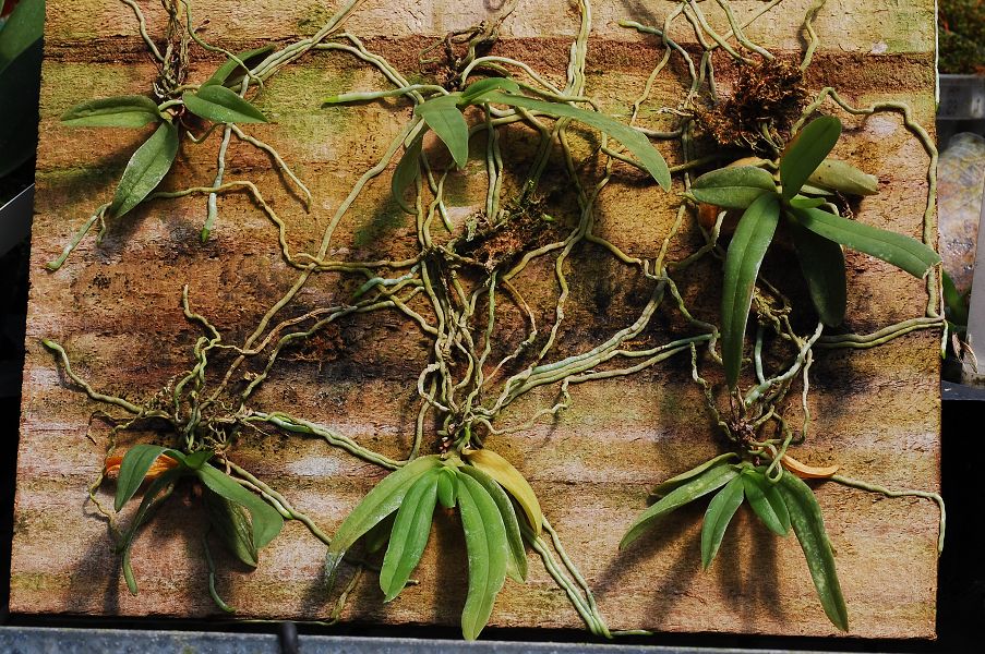 «ö¦¹¦b·sµøµ¡ÂsÄý¹Ï¤ù