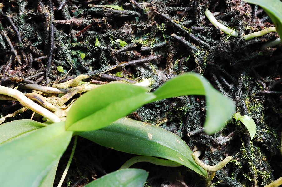 «ö¦¹¦b·sµøµ¡ÂsÄý¹Ï¤ù