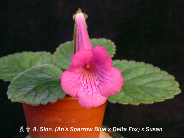 按此在新視窗瀏覽圖片