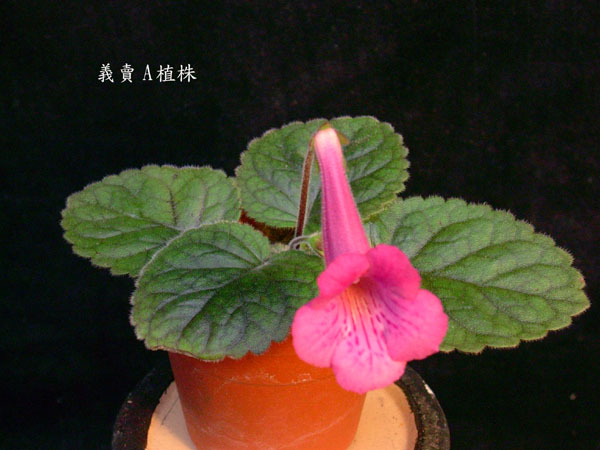 按此在新視窗瀏覽圖片