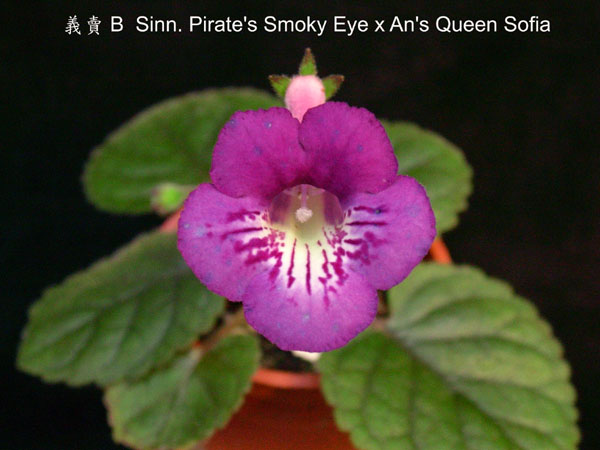 按此在新視窗瀏覽圖片