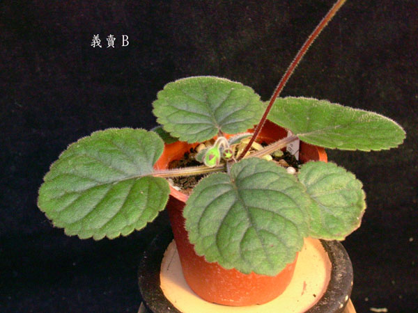 按此在新視窗瀏覽圖片