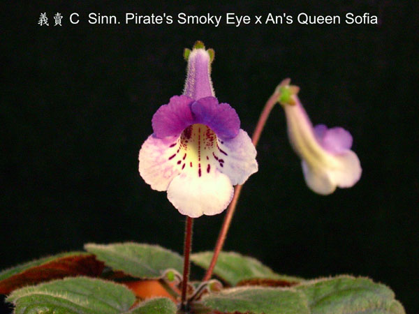 按此在新視窗瀏覽圖片