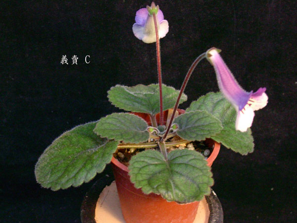 按此在新視窗瀏覽圖片