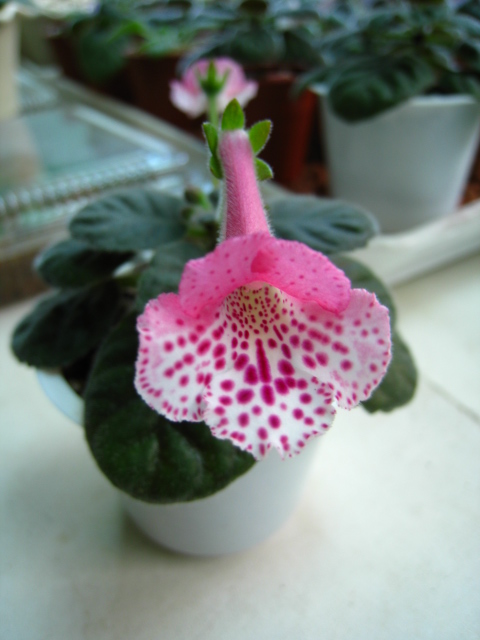 按此在新視窗瀏覽圖片