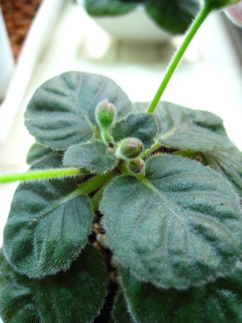 按此在新視窗瀏覽圖片