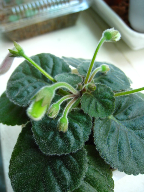 按此在新視窗瀏覽圖片