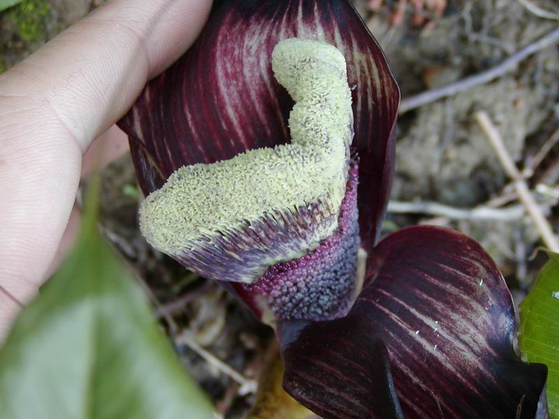 按此在新視窗瀏覽圖片