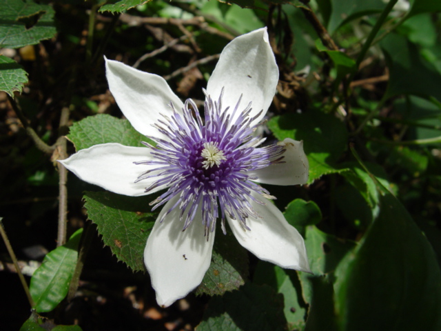 按此在新視窗瀏覽圖片