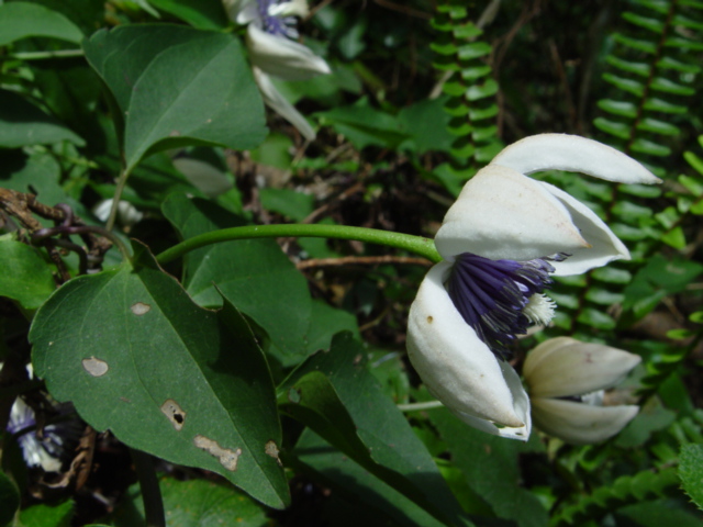 按此在新視窗瀏覽圖片