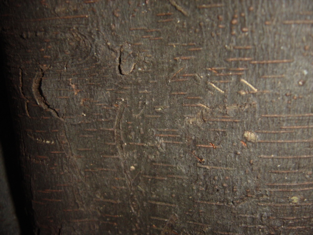 «ö¦¹¦b·sµøµ¡ÂsÄý¹Ï¤ù