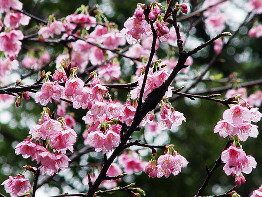 按此在新視窗瀏覽圖片