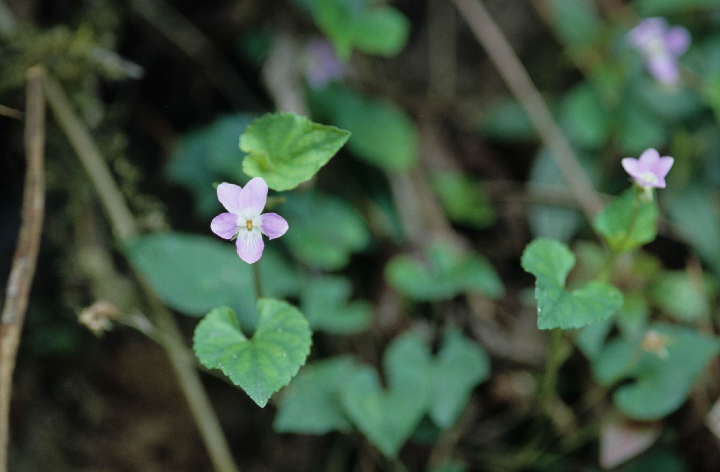 按此在新視窗瀏覽圖片