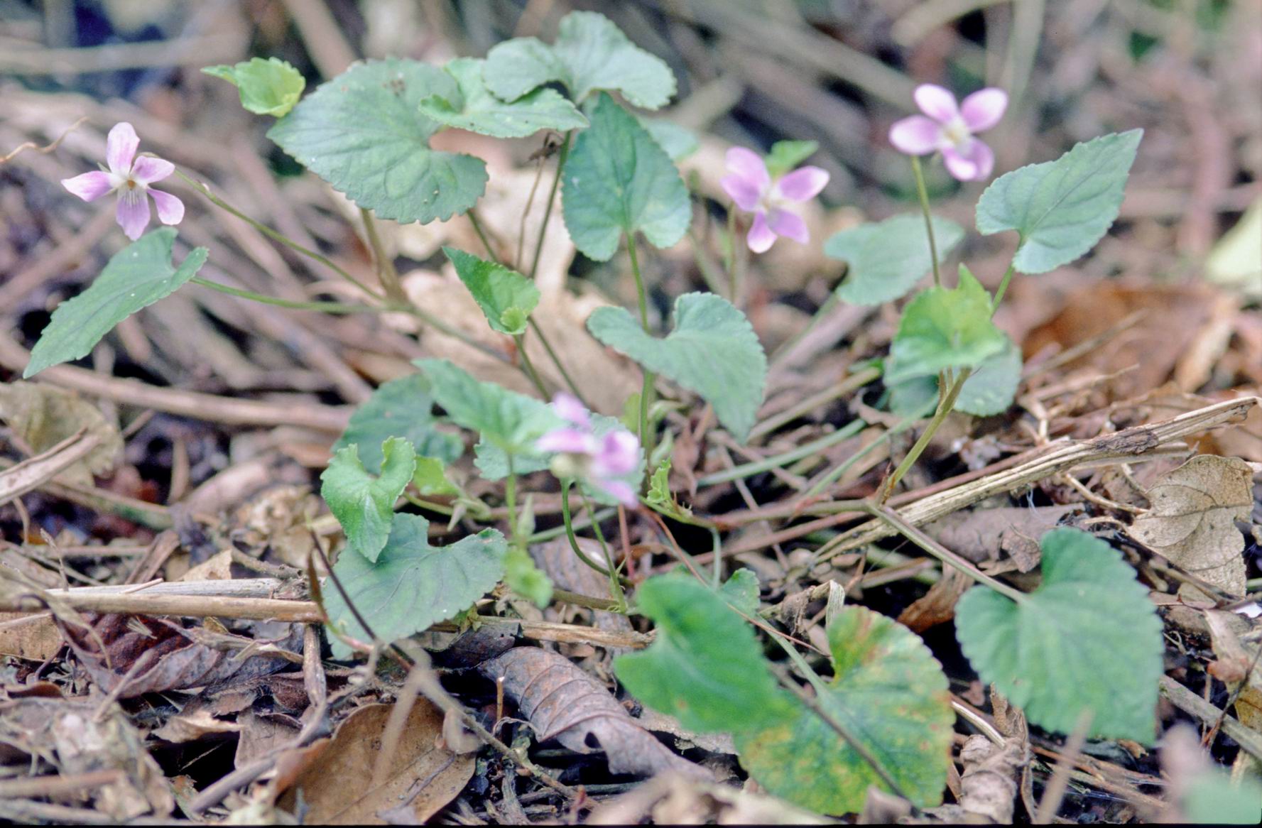 按此在新視窗瀏覽圖片