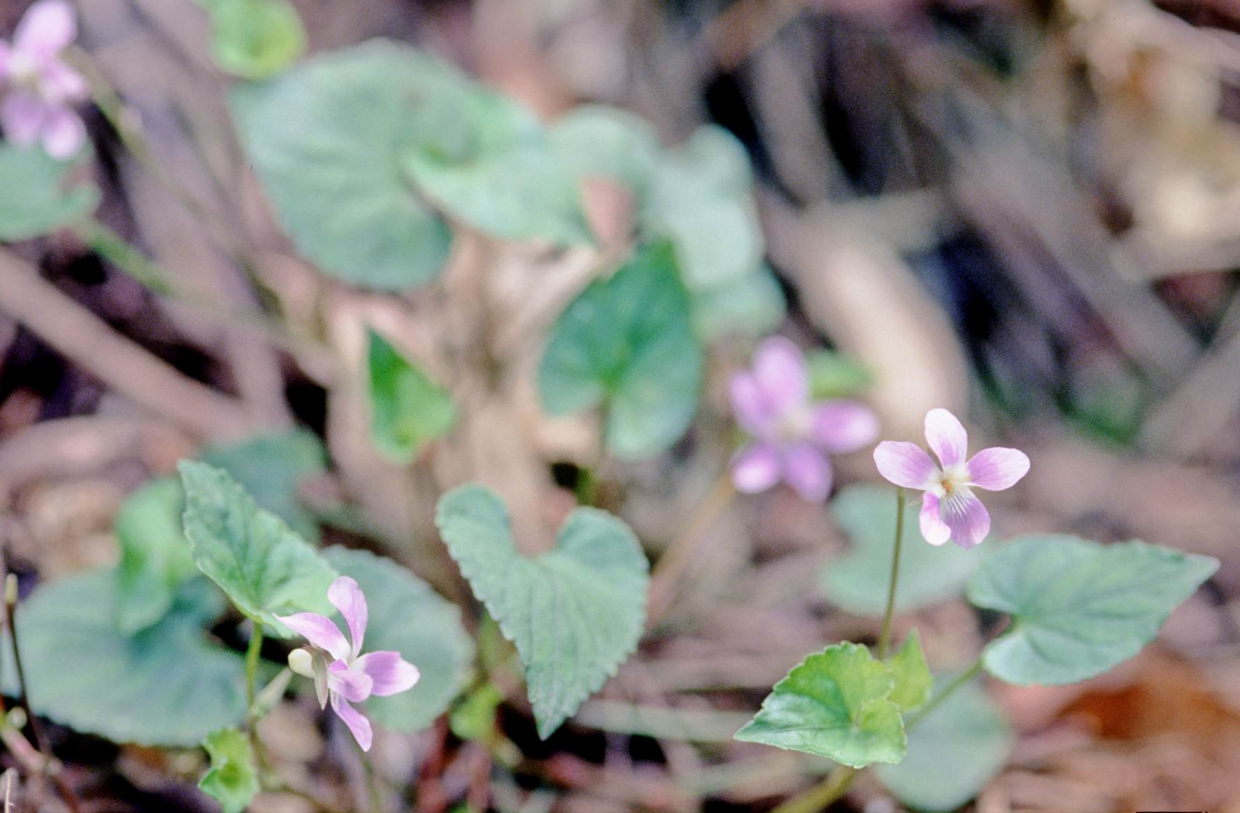 按此在新視窗瀏覽圖片