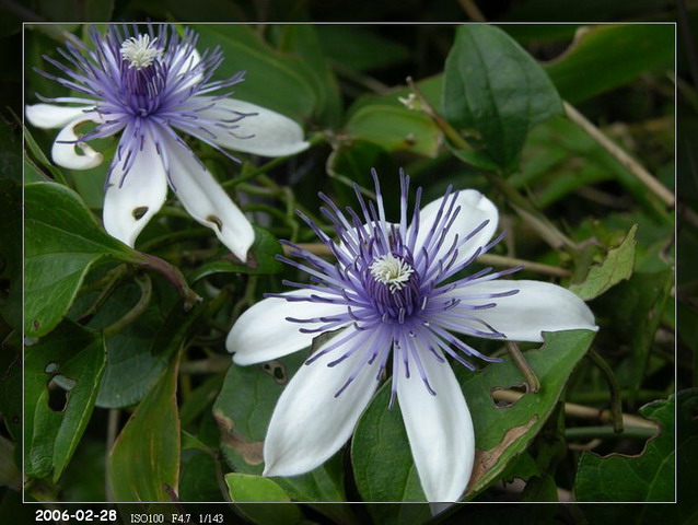 按此在新視窗瀏覽圖片