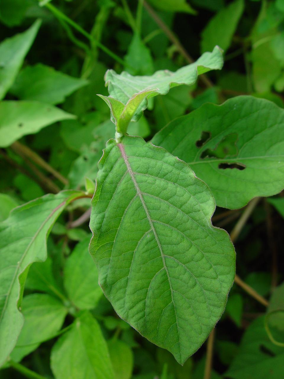 按此在新視窗瀏覽圖片
