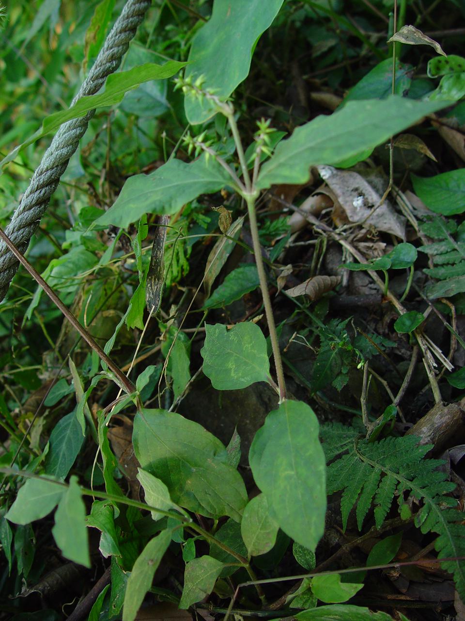 按此在新視窗瀏覽圖片