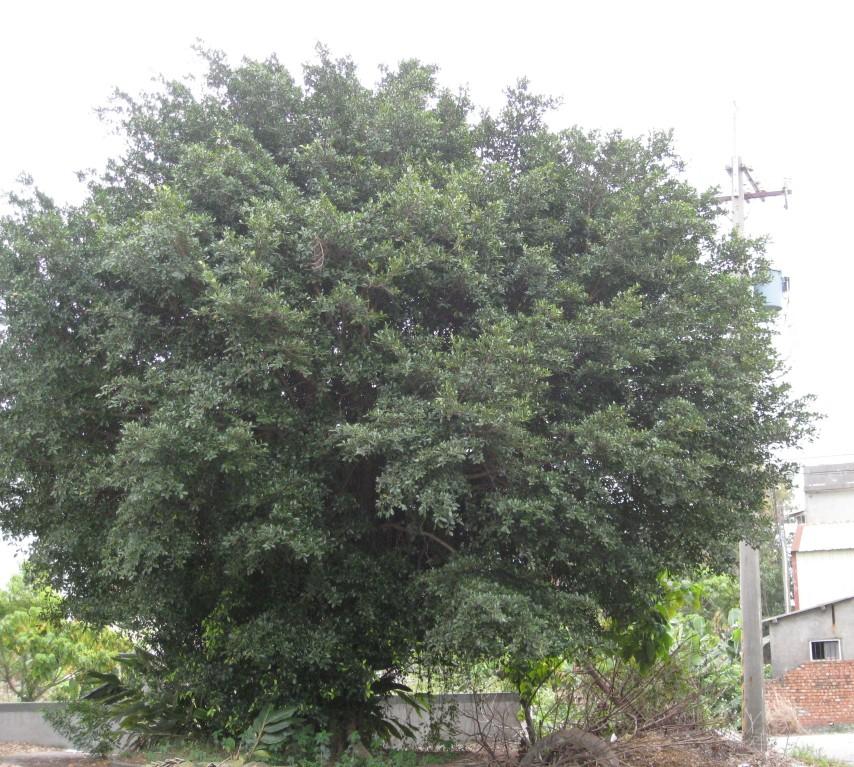 按此在新視窗瀏覽圖片