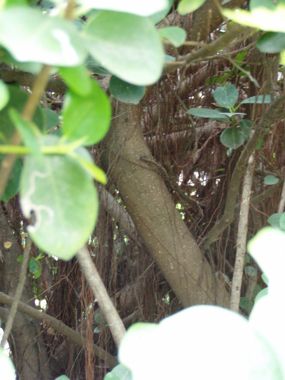 按此在新視窗瀏覽圖片