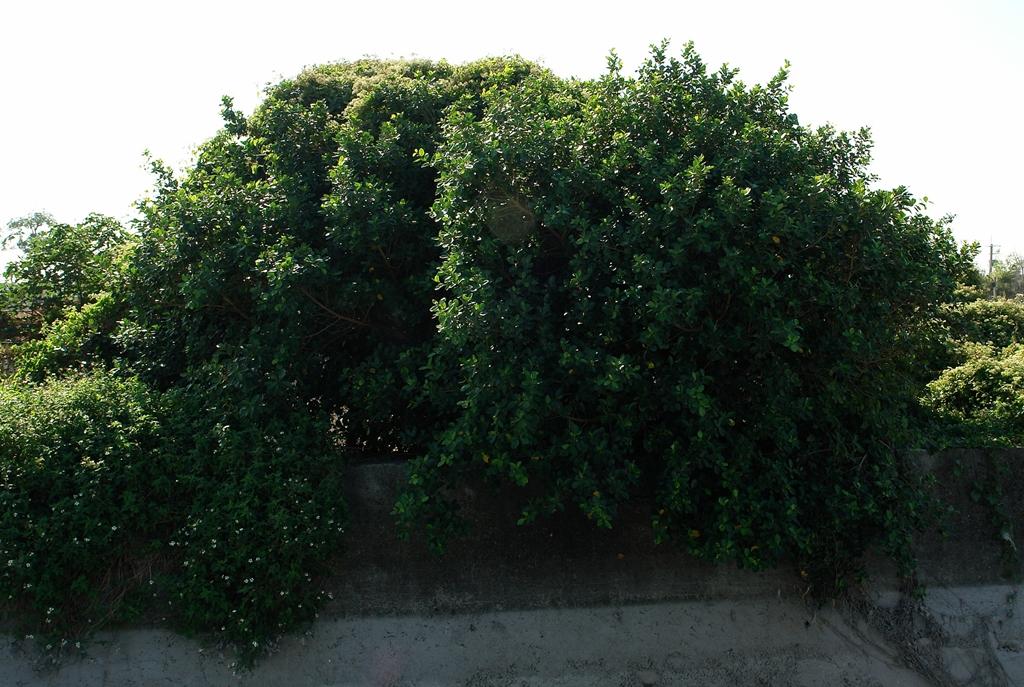 按此在新視窗瀏覽圖片