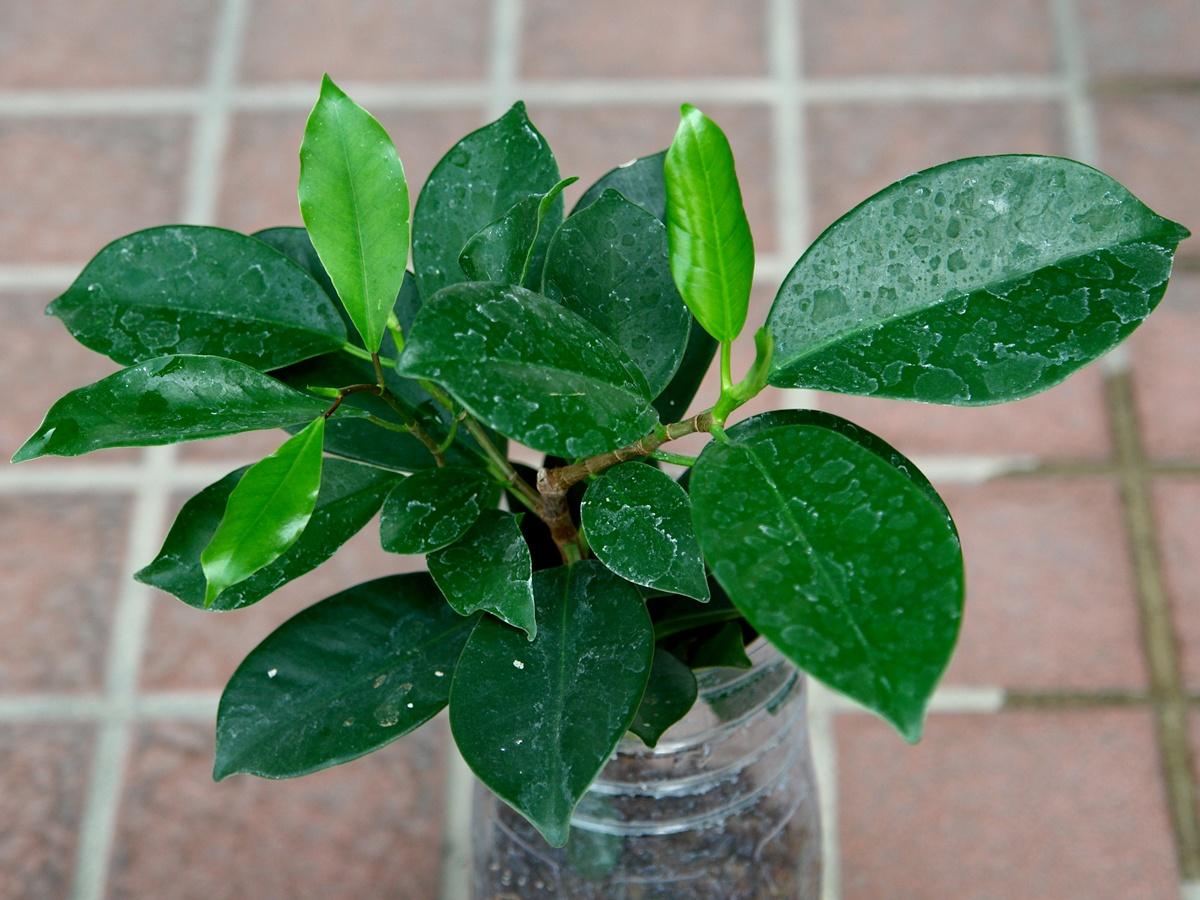 按此在新視窗瀏覽圖片