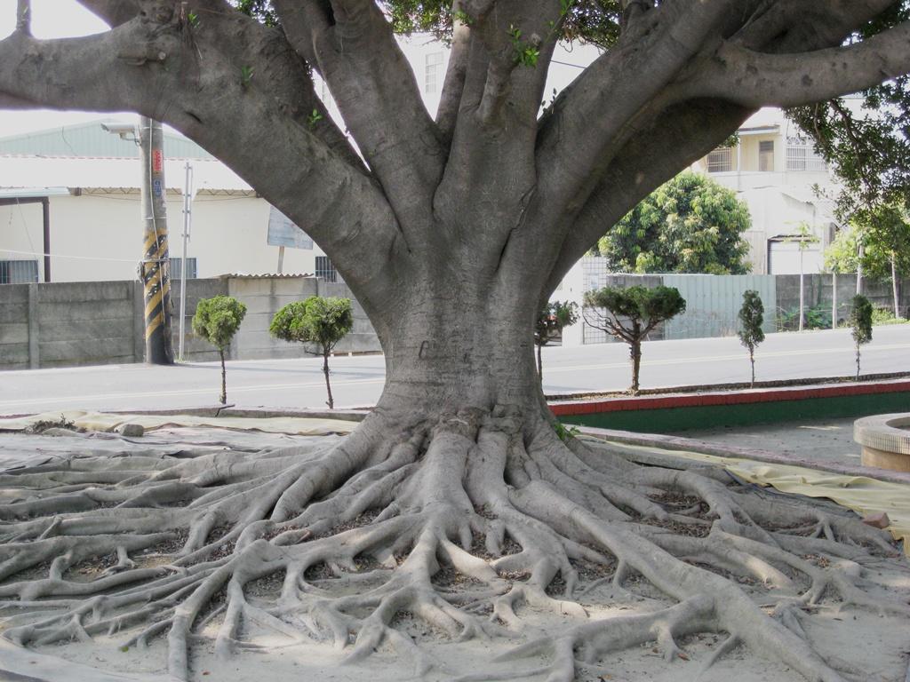 按此在新視窗瀏覽圖片