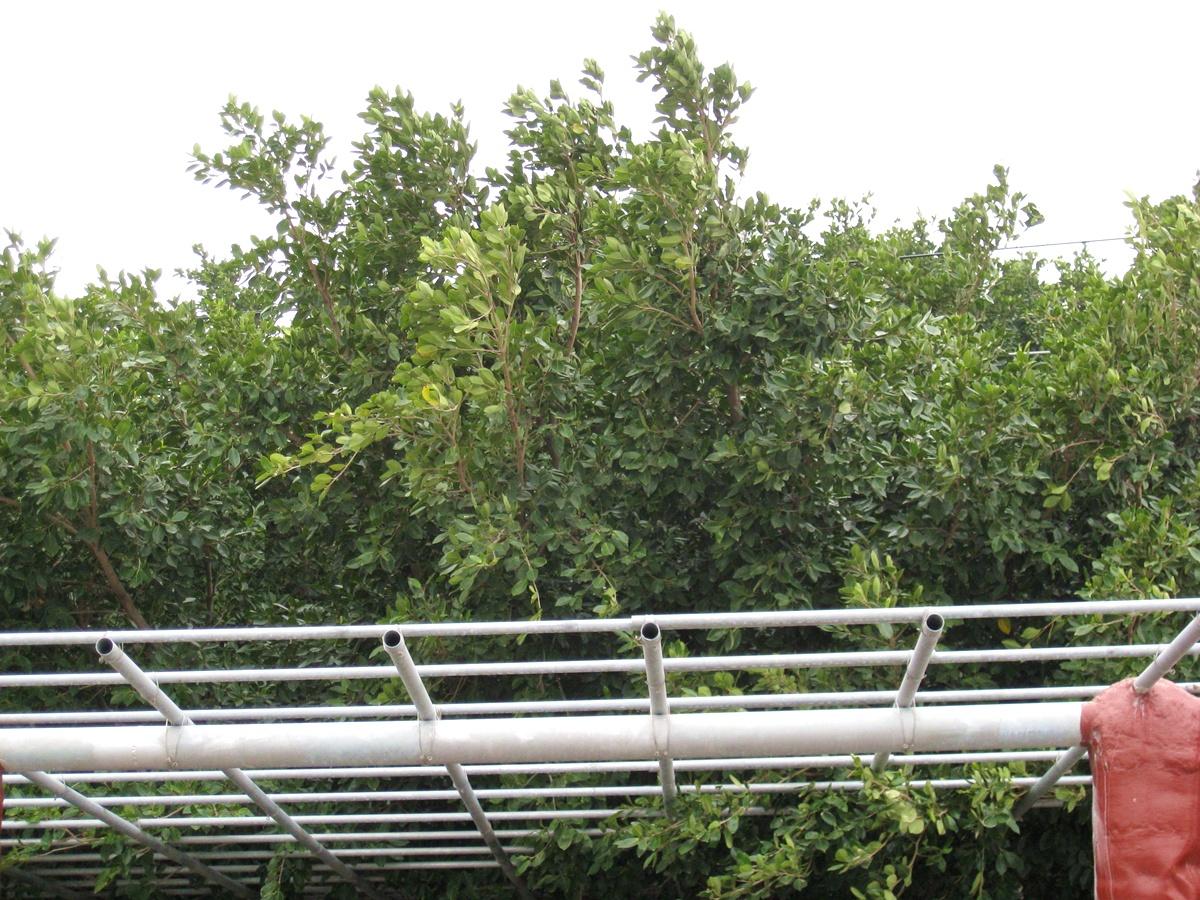 按此在新視窗瀏覽圖片