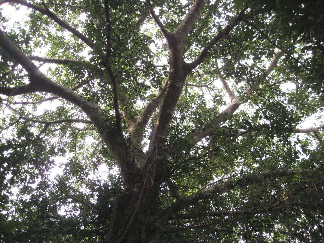 按此在新視窗瀏覽圖片