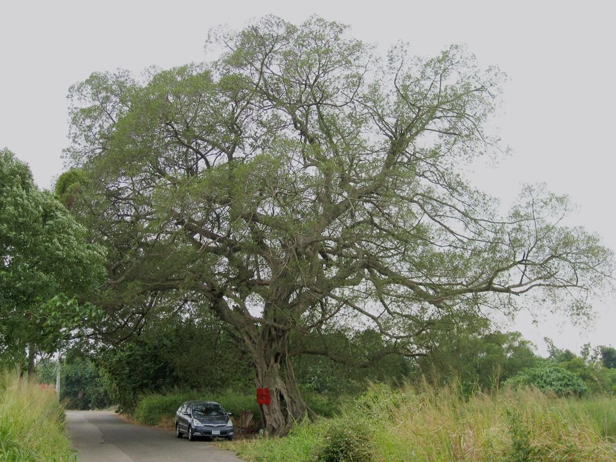 按此在新視窗瀏覽圖片