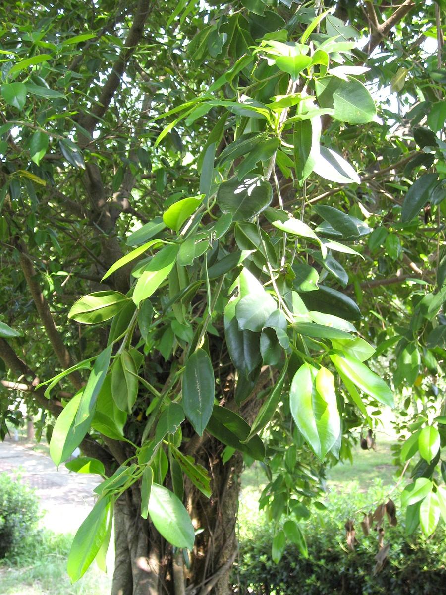 按此在新視窗瀏覽圖片