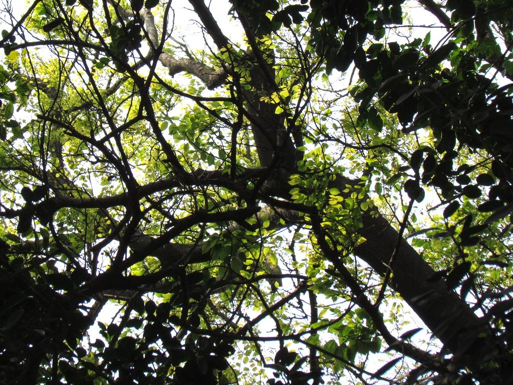 按此在新視窗瀏覽圖片