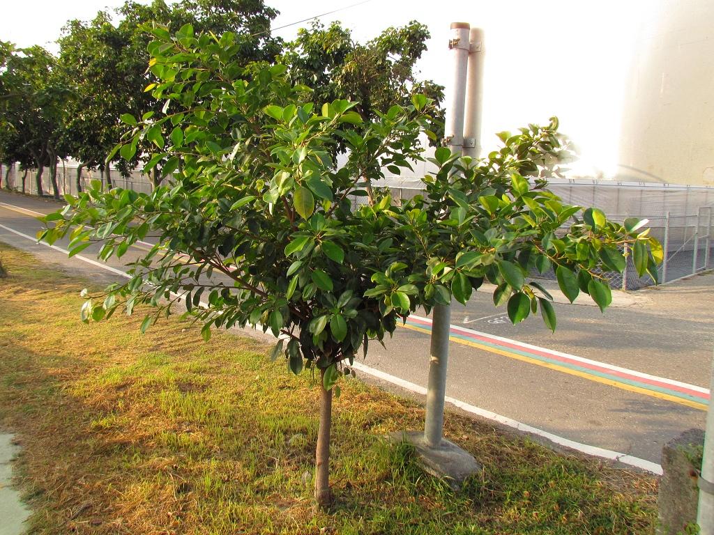 按此在新視窗瀏覽圖片