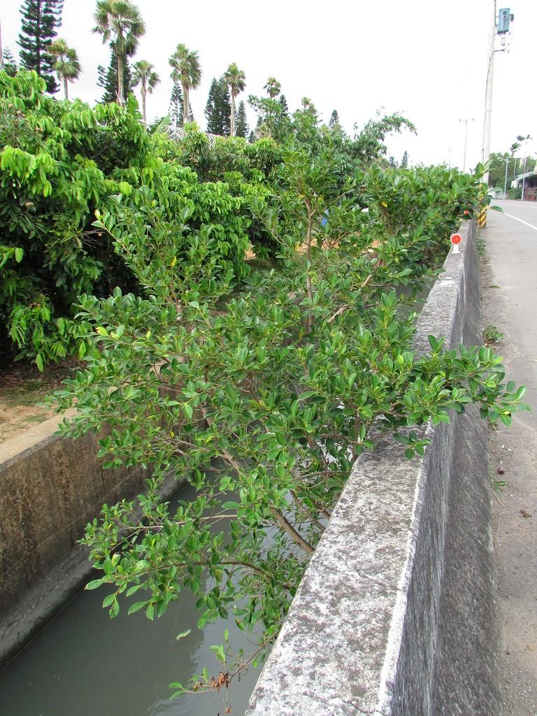 按此在新視窗瀏覽圖片