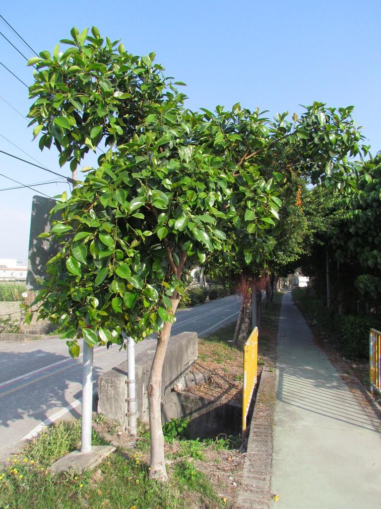 按此在新視窗瀏覽圖片