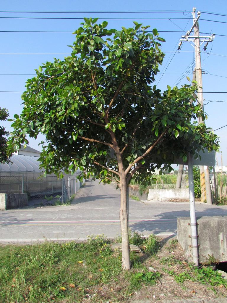 按此在新視窗瀏覽圖片