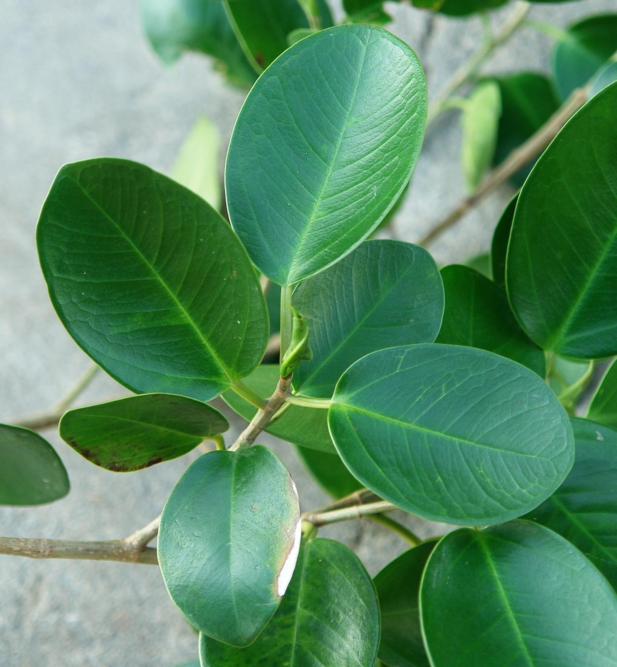 «ö¦¹¦b·sµøµ¡ÂsÄý¹Ï¤ù