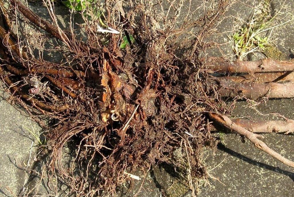 «ö¦¹¦b·sµøµ¡ÂsÄý¹Ï¤ù