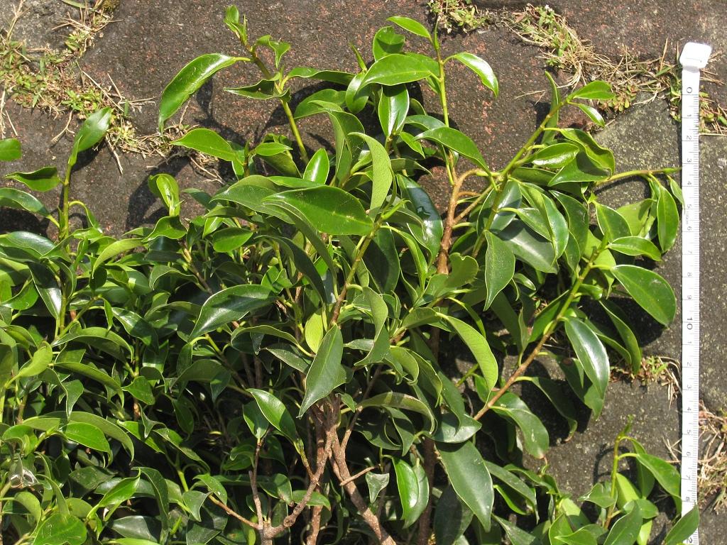 «ö¦¹¦b·sµøµ¡ÂsÄý¹Ï¤ù