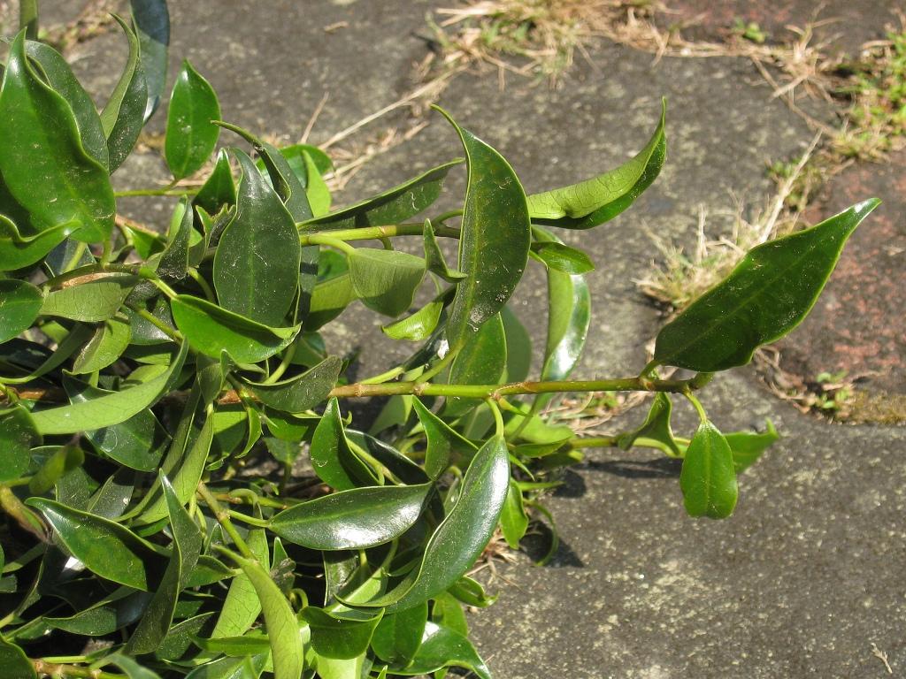 «ö¦¹¦b·sµøµ¡ÂsÄý¹Ï¤ù