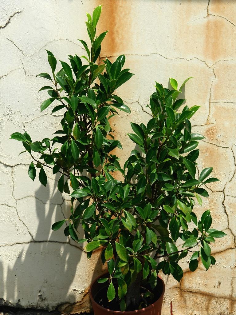 «ö¦¹¦b·sµøµ¡ÂsÄý¹Ï¤ù