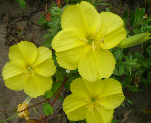 按此在新視窗瀏覽圖片