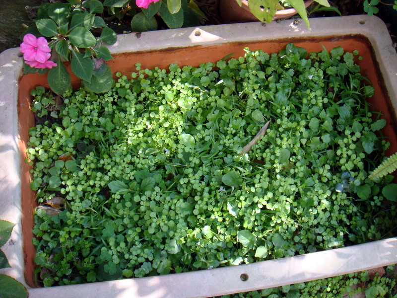 «ö¦¹¦b·sµøµ¡ÂsÄý¹Ï¤ù