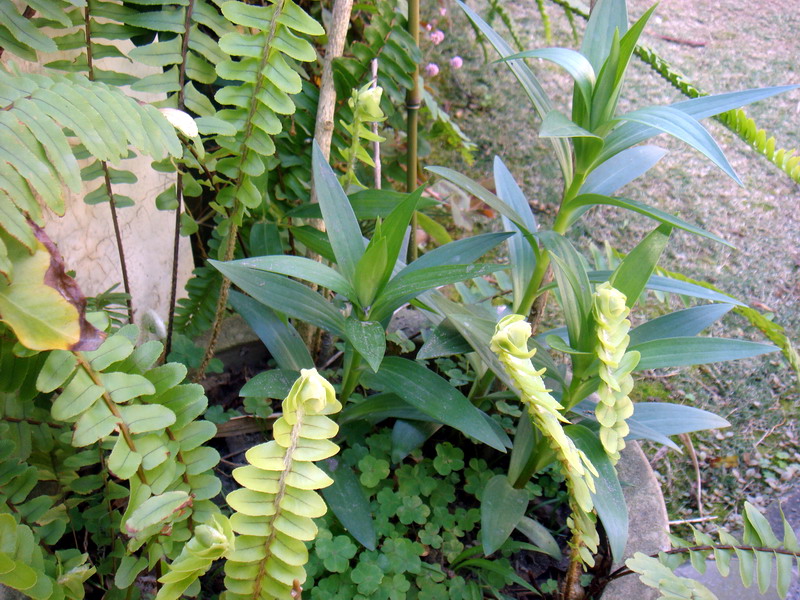 «ö¦¹¦b·sµøµ¡ÂsÄý¹Ï¤ù