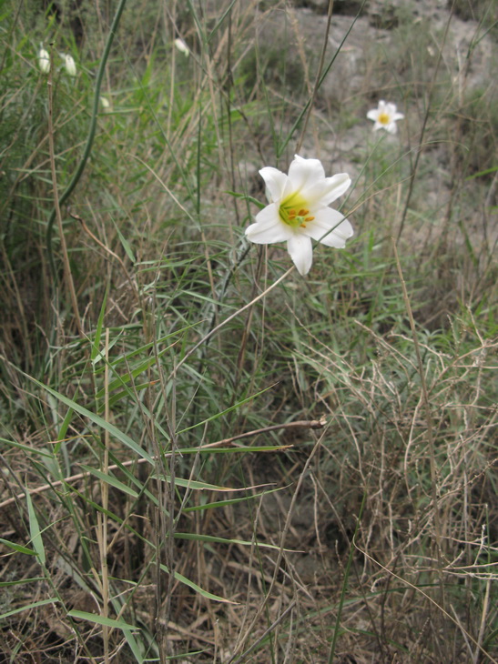 «ö¦¹¦b·sµøµ¡ÂsÄý¹Ï¤ù