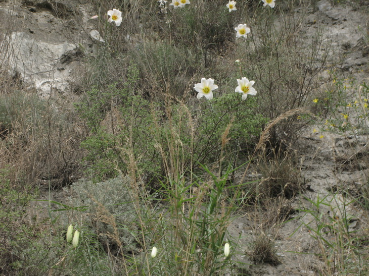 «ö¦¹¦b·sµøµ¡ÂsÄý¹Ï¤ù