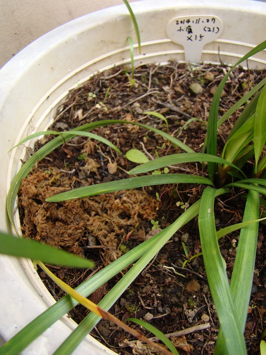 按此在新視窗瀏覽圖片